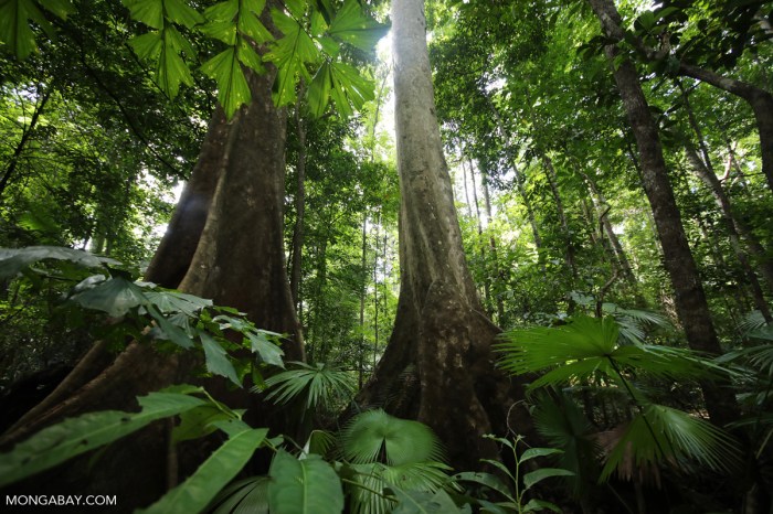 9 Jenis Hutan dan Ciri-ciri Hutan di Indonesia