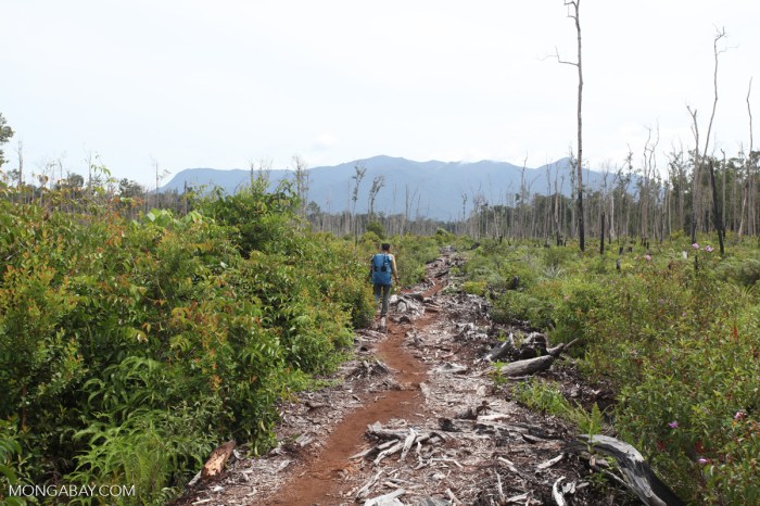 Hutan Kalimantan: Ciri-ciri, hasil, permasalahan