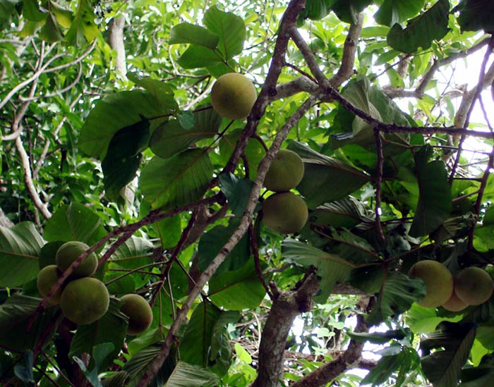 Pohon Manggis: Klasifikasi, Ciri-ciri dan Manfaat Manggis