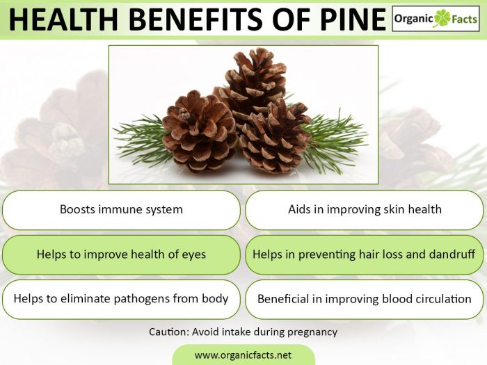 10+ Manfaat Pohon Pinus dan persebarannya