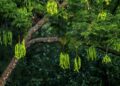 Pohon Petai: Morfologi, Jenis-jenis, dan Manfaat