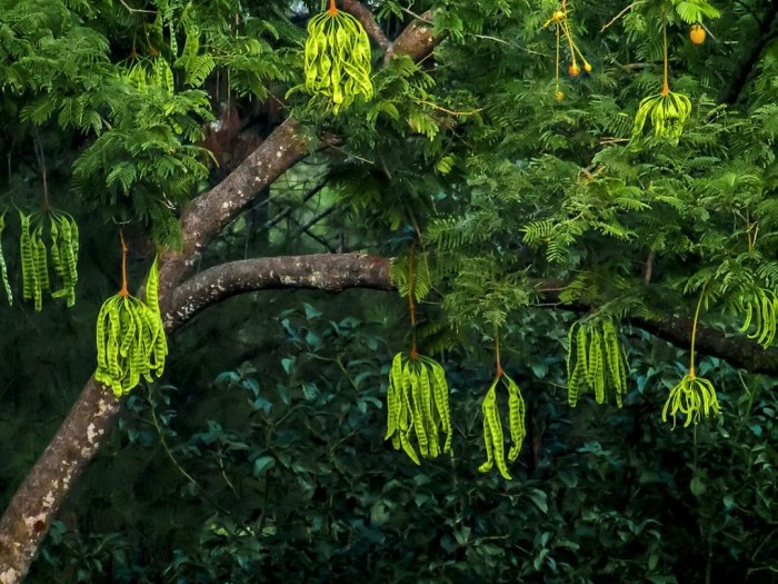 Pohon Petai: Morfologi, Jenis-jenis, dan Manfaat