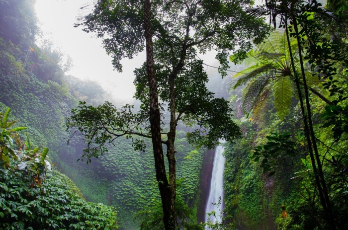 Hutan Amazon: Pengertian, Karakteristik dan Manfaat