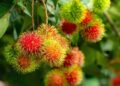 Pohon Rambutan: Ciri-Ciri, Habitat, dan Perawatan