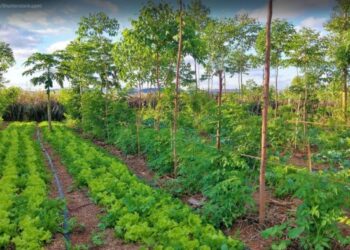 Wanatani - Bentuk dan Jenis serta Manfaatnya