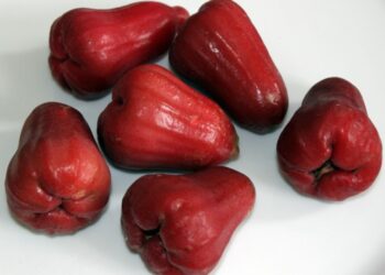 Jambu Monyet: Ciri Ciri, Manfaat, Ragam Produk Olahannya