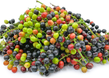 Buah Buni - Ciri-Ciri, Manfaat, dan Budidayanya