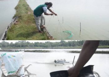 Mengenal Silvofishery atau Wanamina dan fungsinya