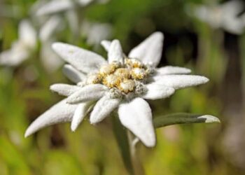 Bunga Edelweis: Ciri Ciri, Manfaat, cara budidaya