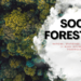 Hutan Sosial: Pengertian, Peraturan, Skema dan Manfaatnya