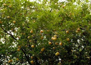 Pohon Pala - Ciri Ciri, Manfaat, cara budidaya