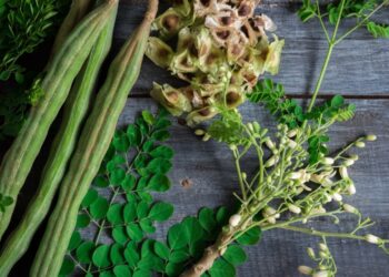 Pohon Kelor: Ciri Ciri, Manfaat, cara budidaya