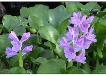 9 Manfaat Eceng Gondok untuk Lingkungan dan Kesehatan