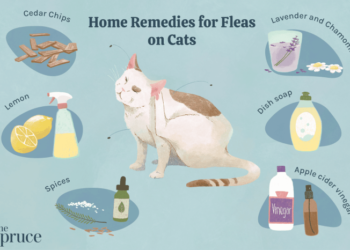 Cara membasmi kutu kucing yang menyebar di rumah