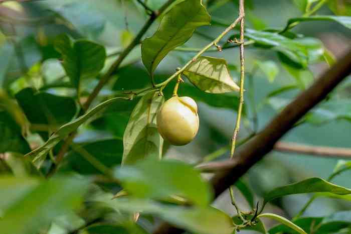 Pohon Pala - Ciri Ciri, Manfaat, cara budidaya