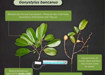 Pohon Ramin: Ciri Ciri, Manfaat, Persebaran