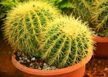 Tanaman Kaktus: Ciri Ciri, Manfaat, cara budidaya