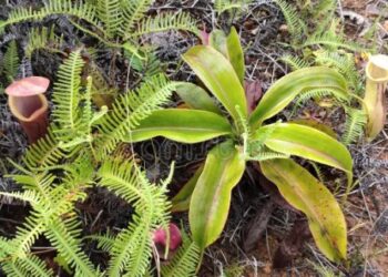 Kantong Semar: Ciri Ciri, Manfaat, Persebaran