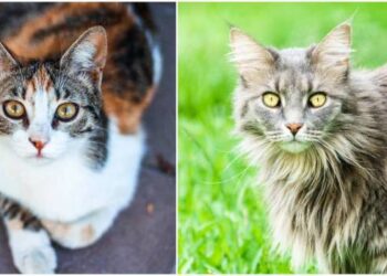 Ciri ciri cat paint coat waterguard asli dan palsu serta cara membedakan