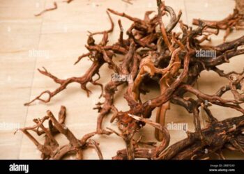 Mengenal Kayu Rasamala dan Keunggulannya