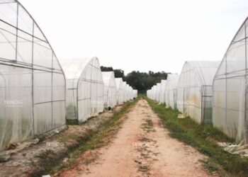 Total Biaya untuk Pembuatan Greenhouse di Indonesia