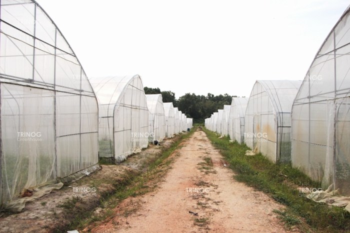 Total Biaya untuk Pembuatan Greenhouse di Indonesia